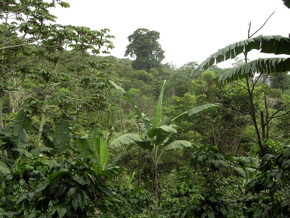Nicaragua, Dean's Beans Coffee Nicaragua, Dean's Beans Coffee